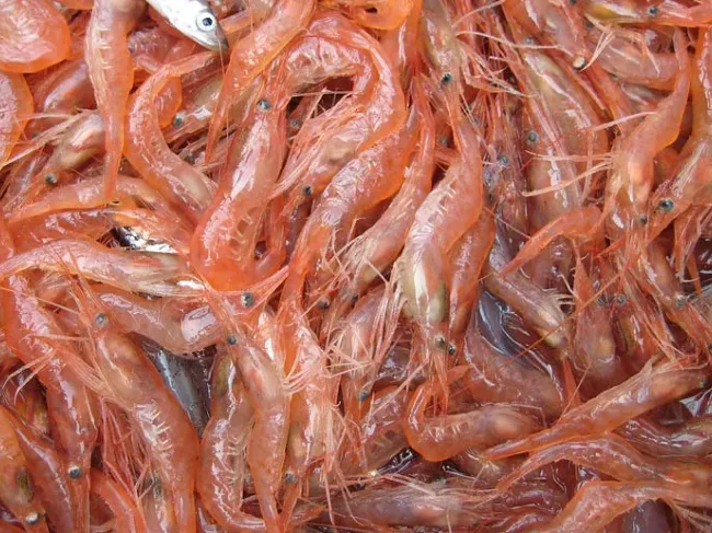 shrimp